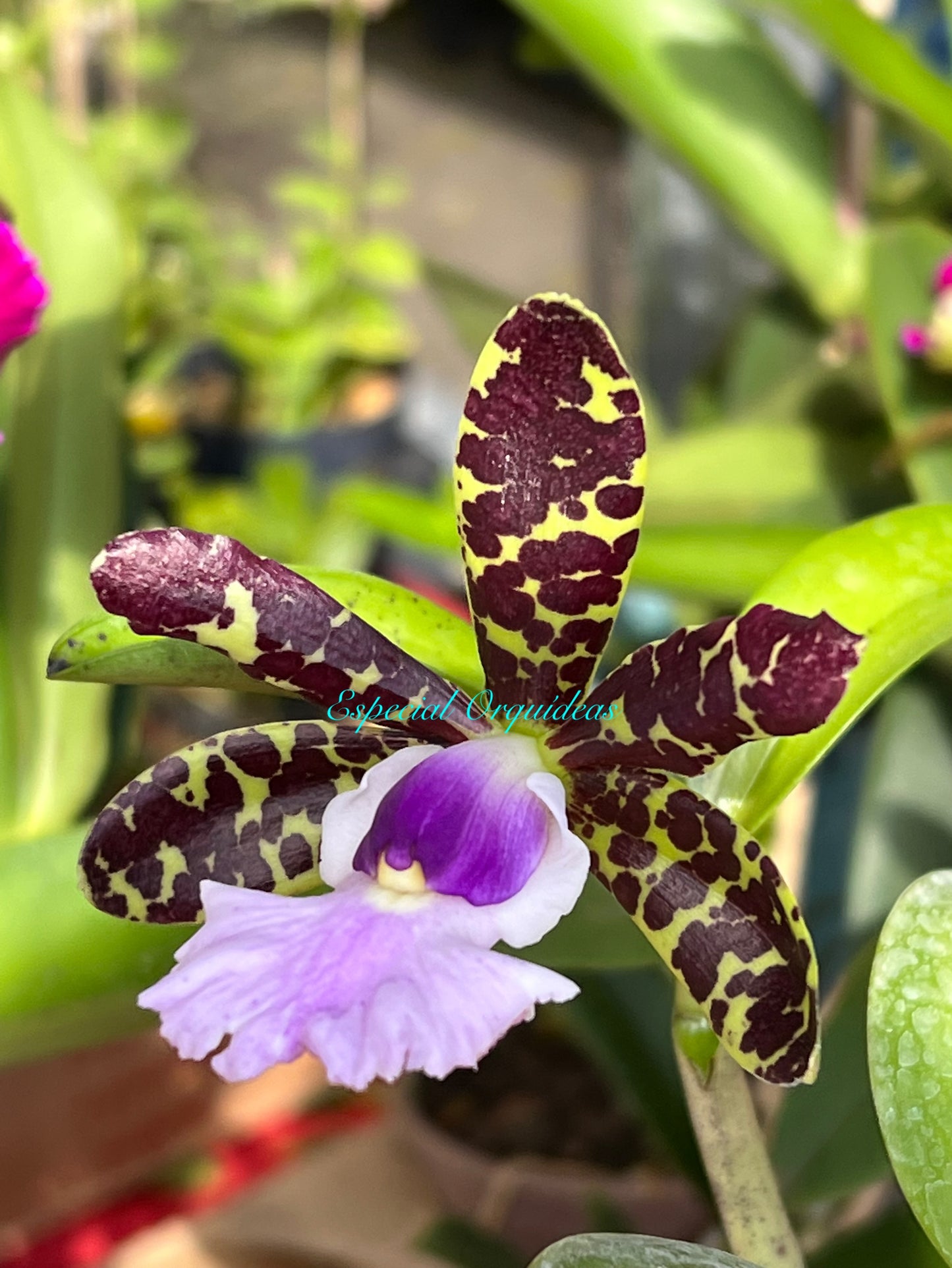 Cattleya aclandiae var coerulea