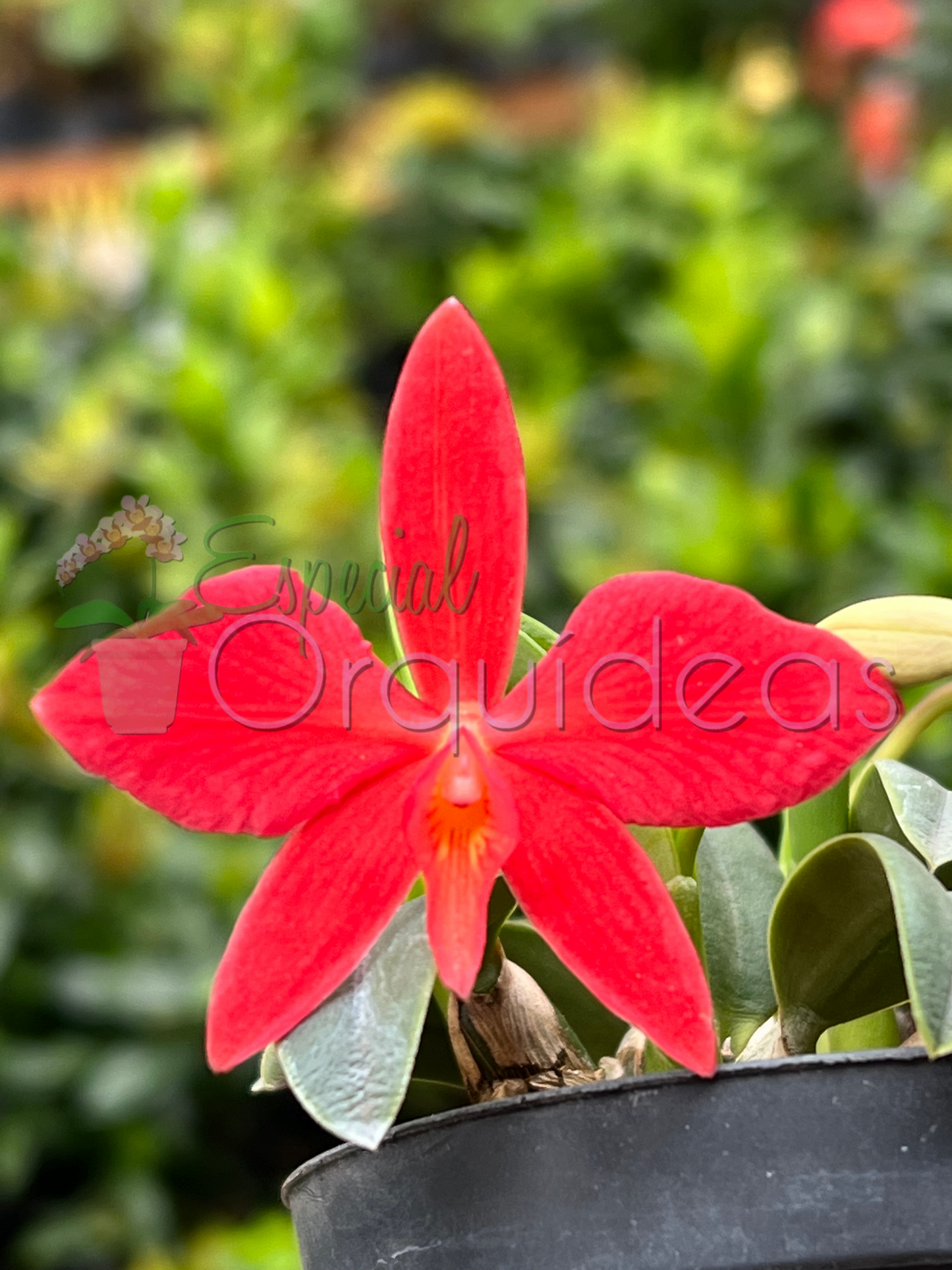 SOPHRONITIS BREVIPEDUNCULATA