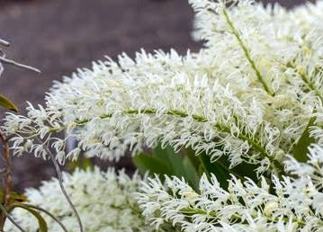 Dendrobium speciosum