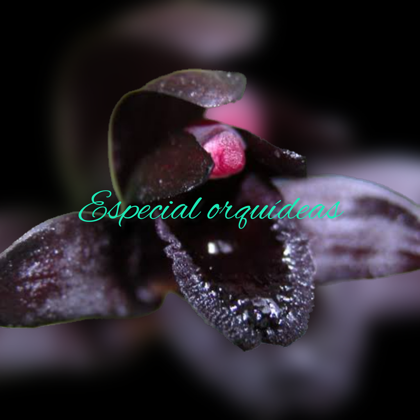 Maxillaria schunkeana Negra Flor Mini