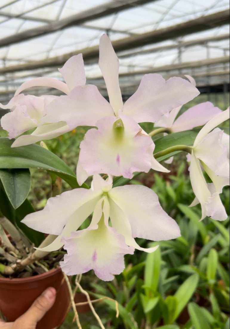Bc. (Pastoral Innocence × Maikai Mayumi)