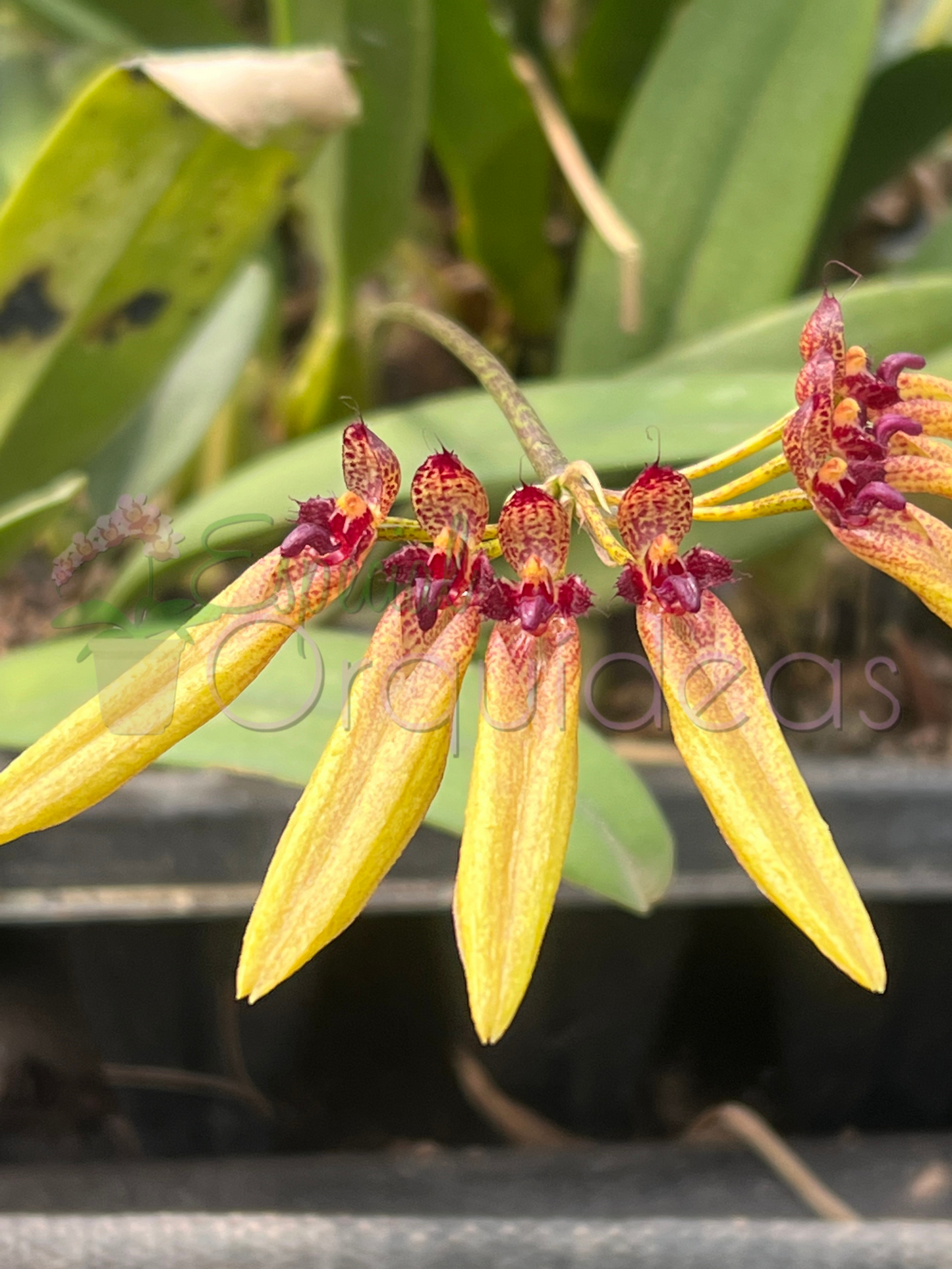 Bulbophyllum picturatum linda com carinha de inseto