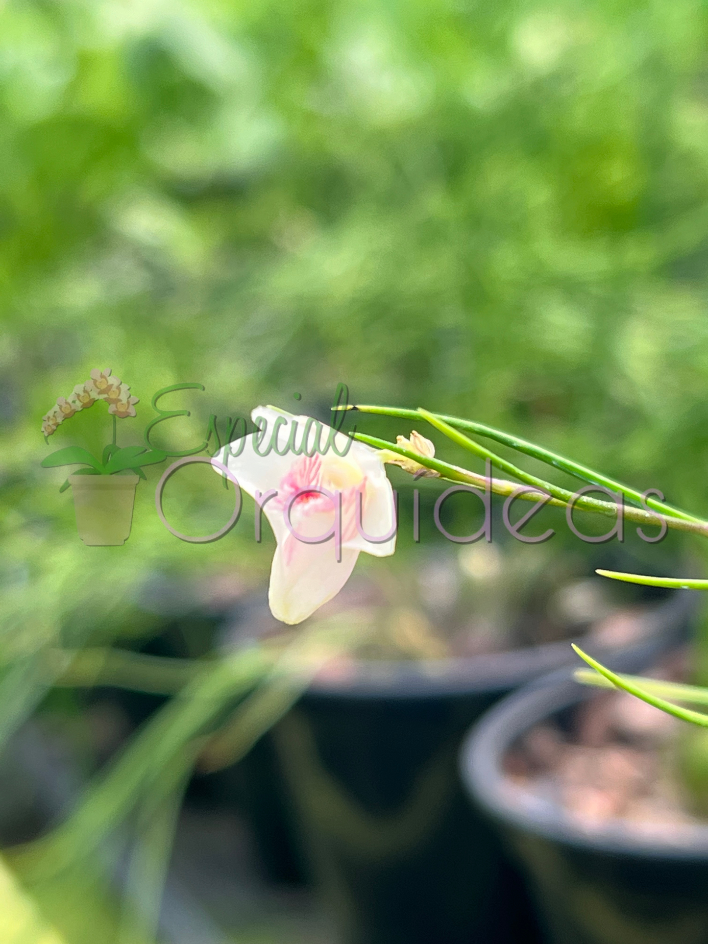 DENDROBIUM SECTION APORUM