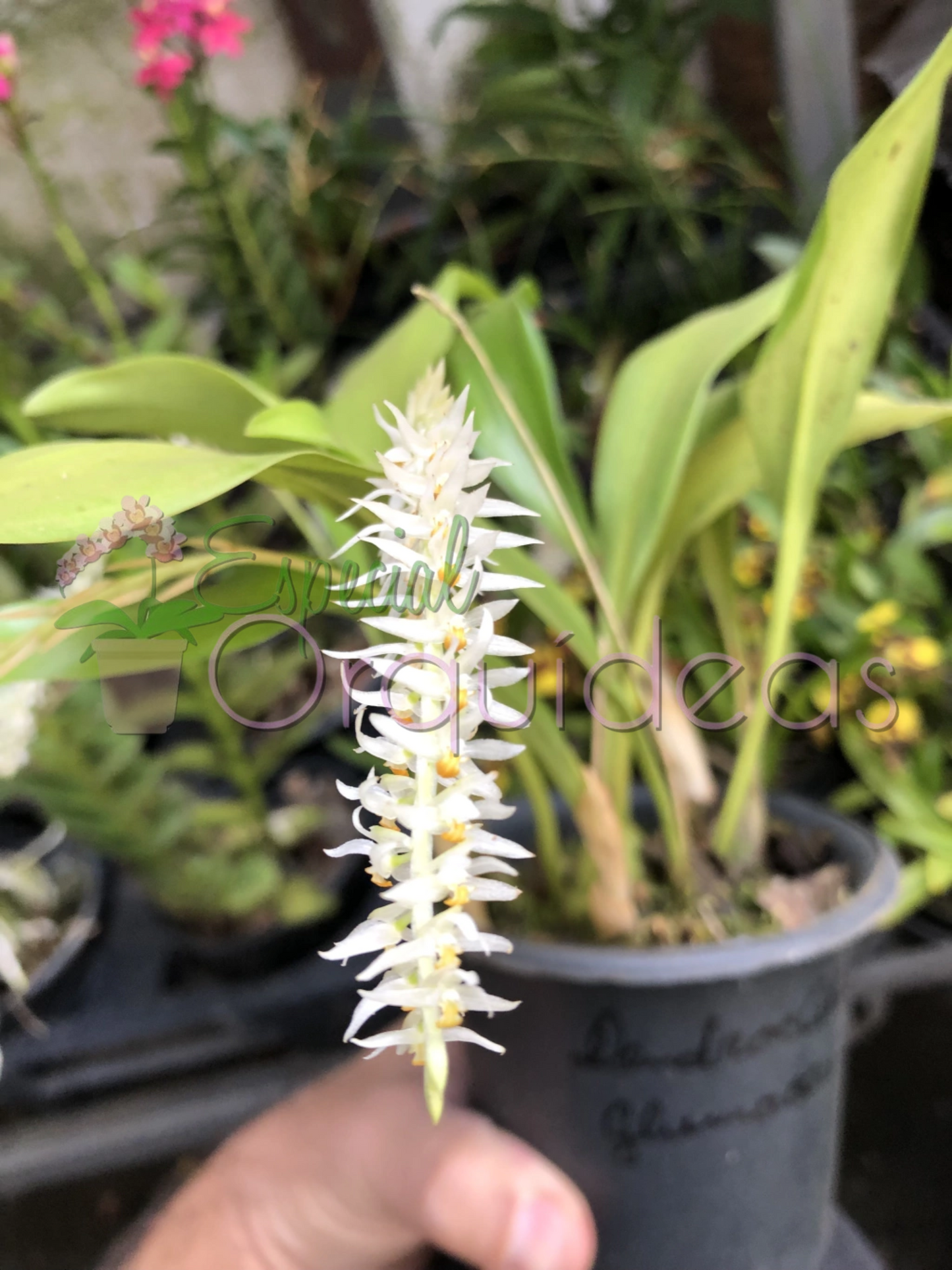 DENDROCHILUM GLUMACEUM