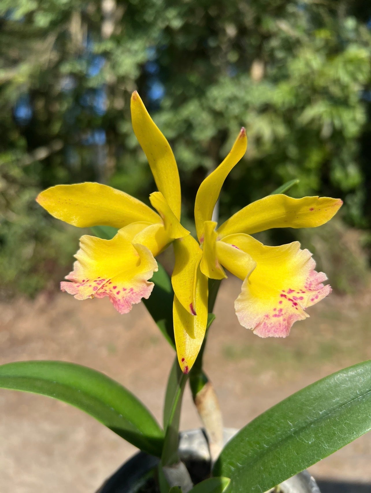 Brassocattleya River yellow