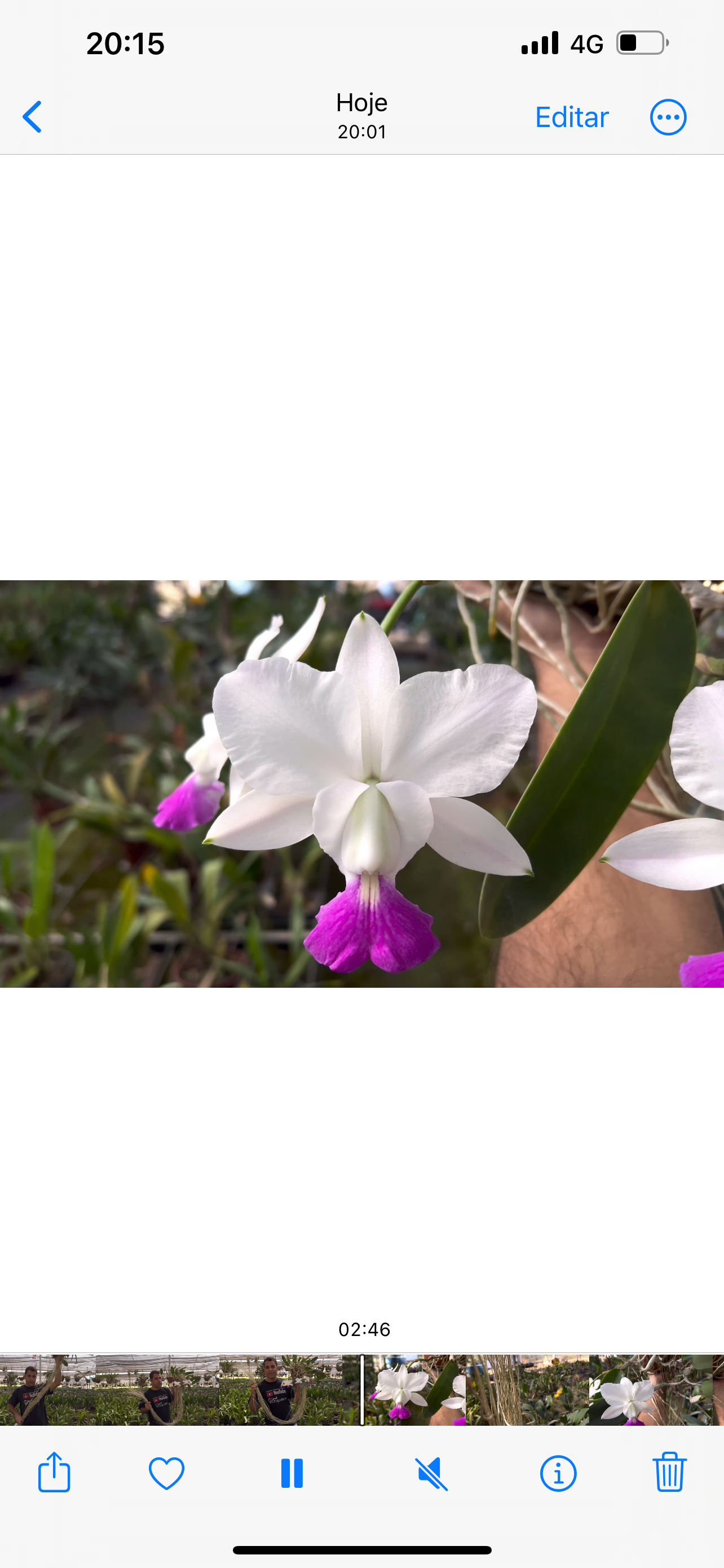 CATTLEYA WALKERIANA RUBILIPI x TOKIO