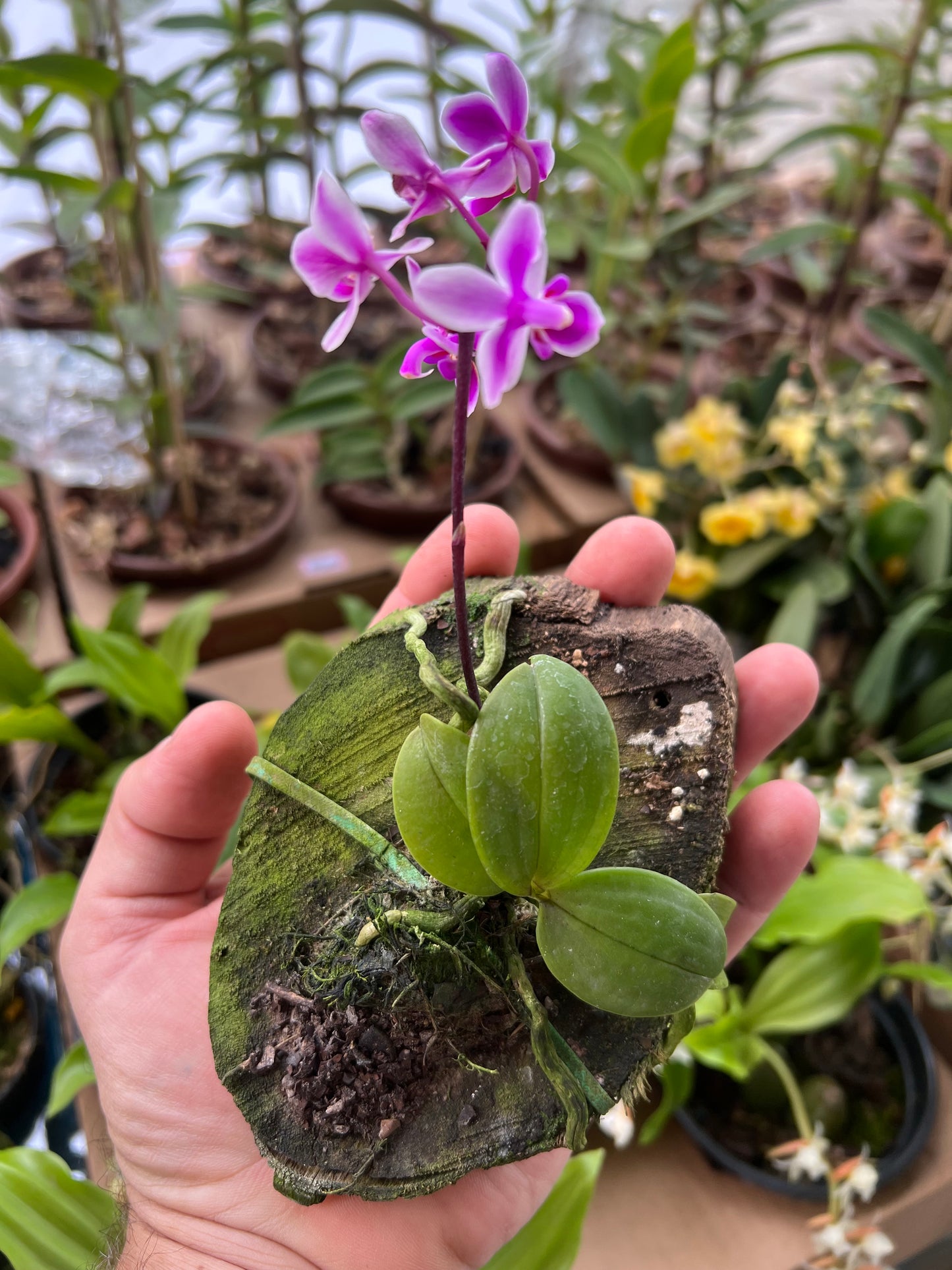 Phalaenopsis equestris rosea