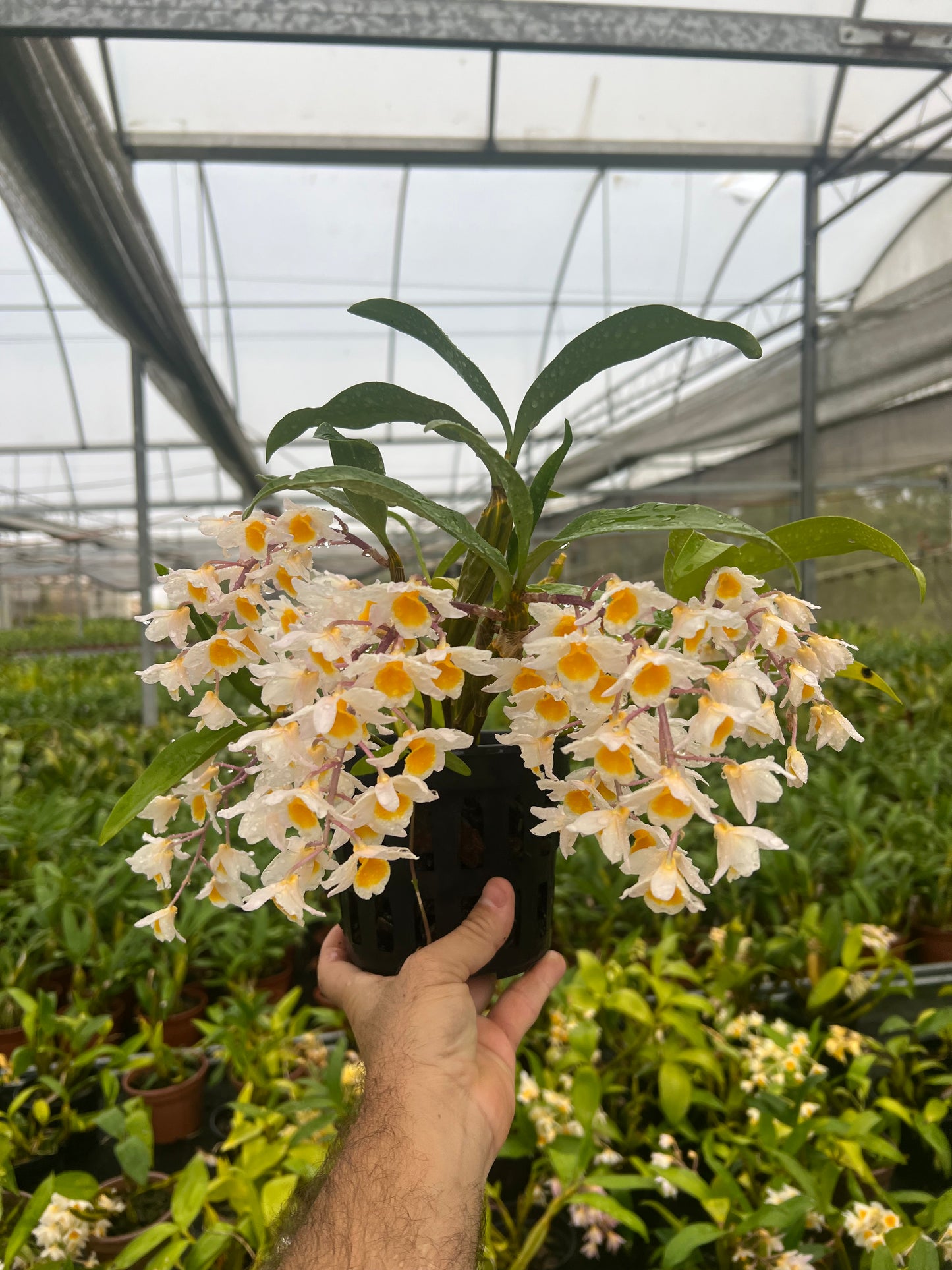 DENDROBIUM THYRSIFLORUM