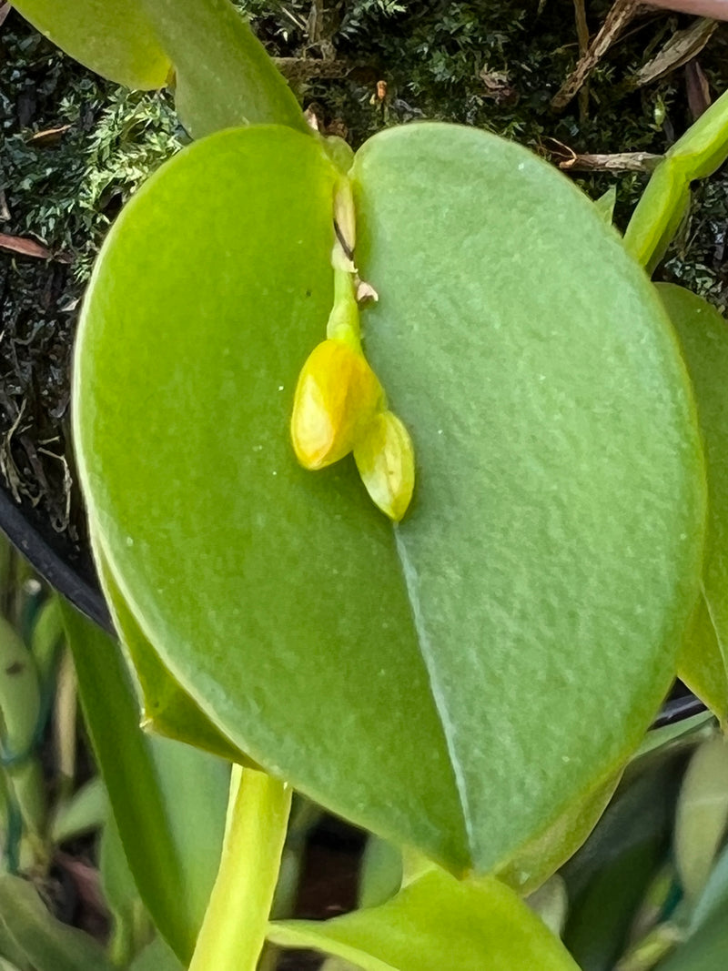 PLEUROTHALIS YELLOW