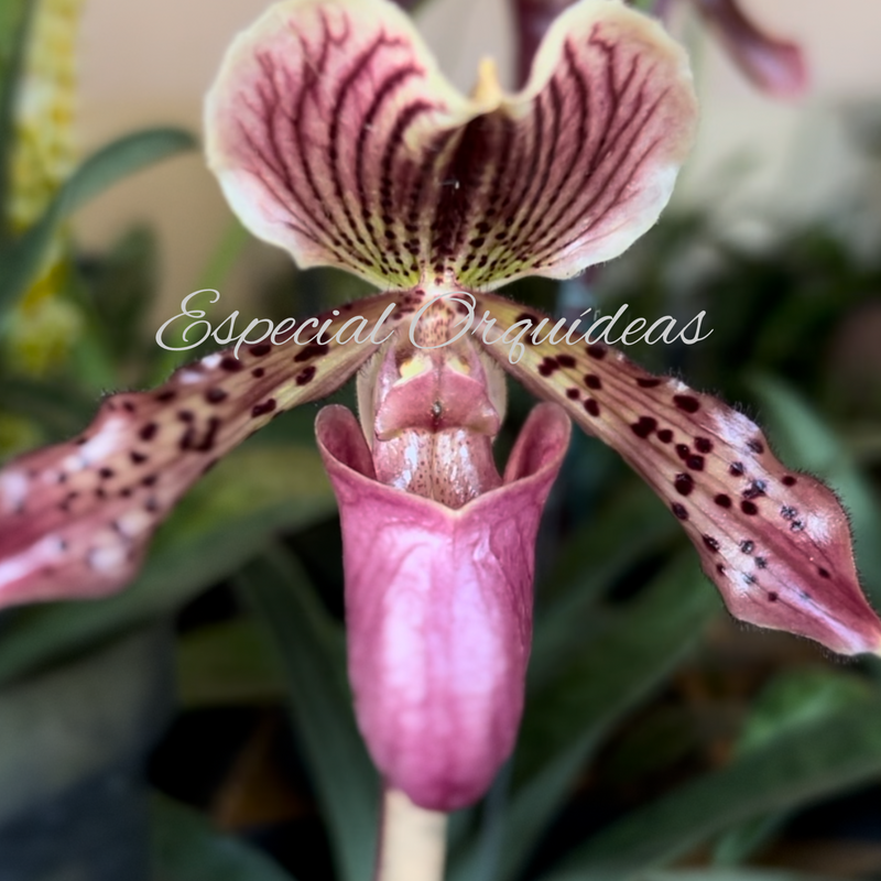 Paphiopedilum exótico Taiwan Sapatinho (adulta) Promoção.
