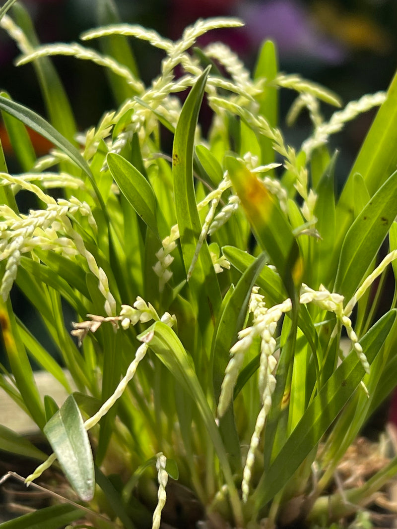 Dendrochilum parvulum strictiforme cachepô (micro orquídea) raridade