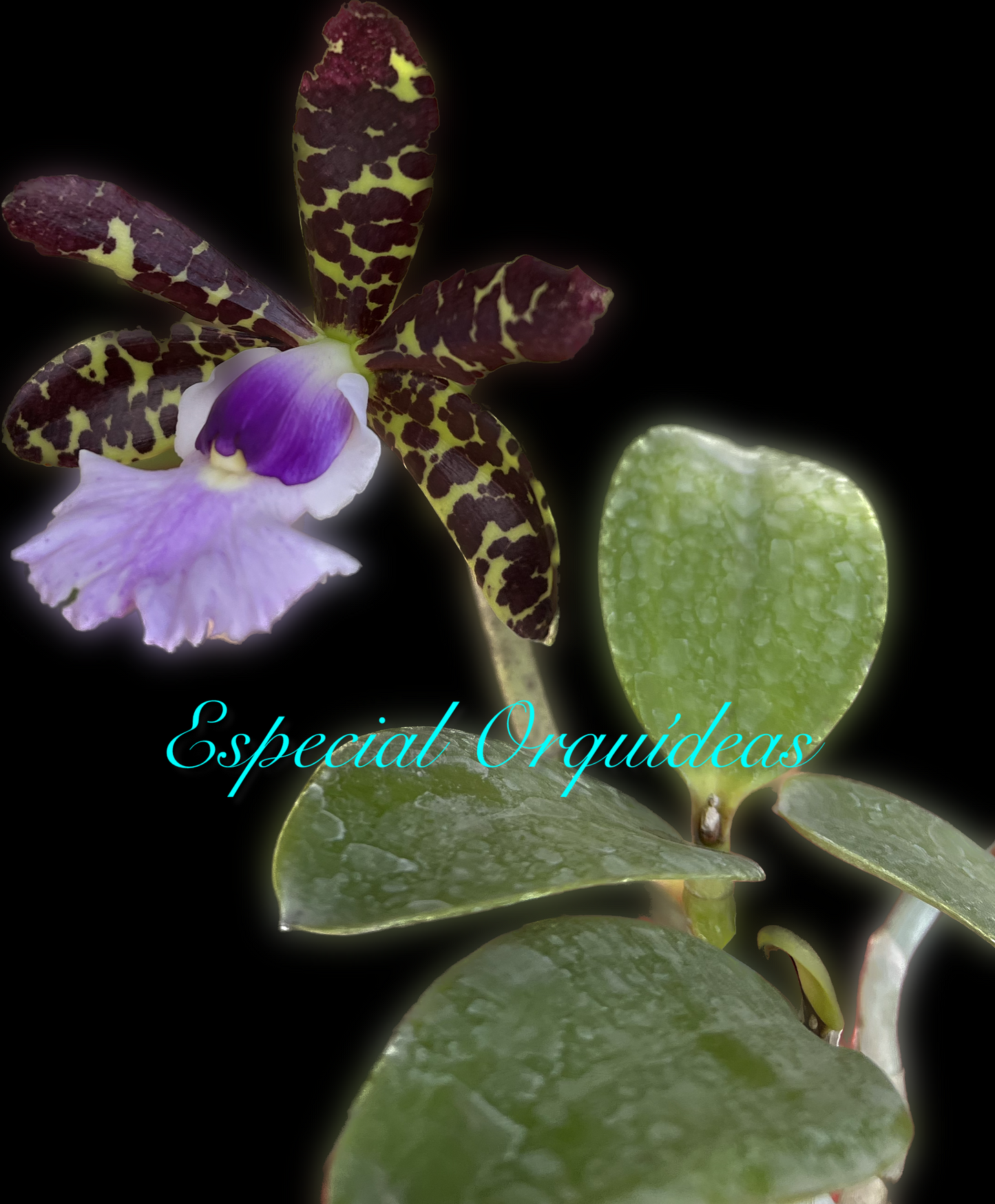 Cattleya aclandiae var coerulea