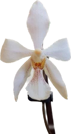 Holcoglossum subulifolium X Phalaenopsis stuartiana