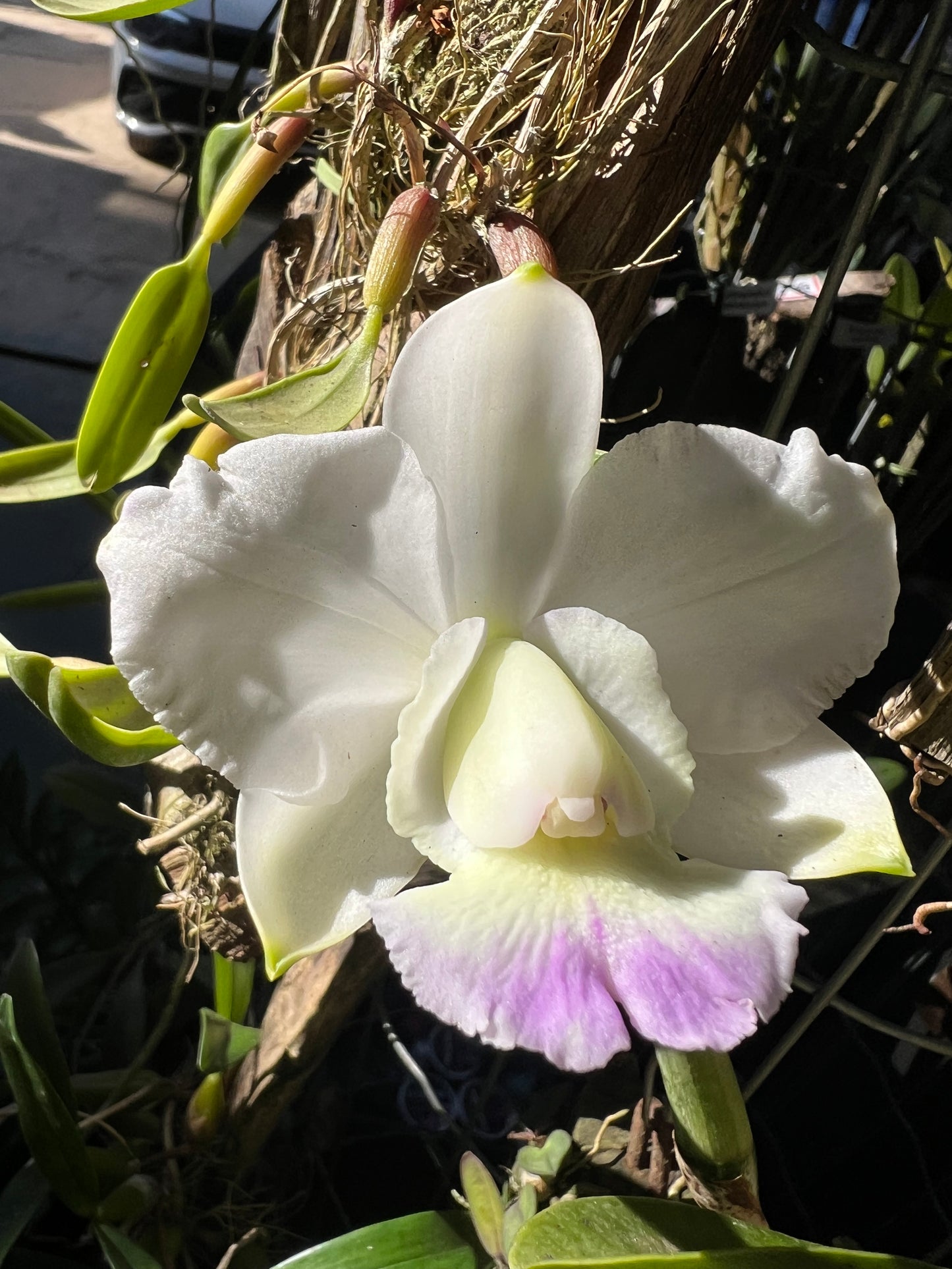 Cattleya Dolosa x C Walkeriana Alba (Pré adulta Plantada em troncos)
