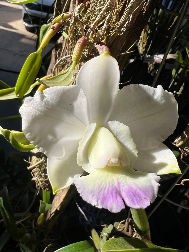 Cattleya Dolosa x C Walkeriana Alba (Pré adulta Plantada em troncos)