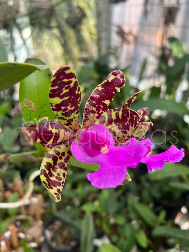 CATTLEYA ACLANDIAE AMARELADA COM LABELO ESCURO