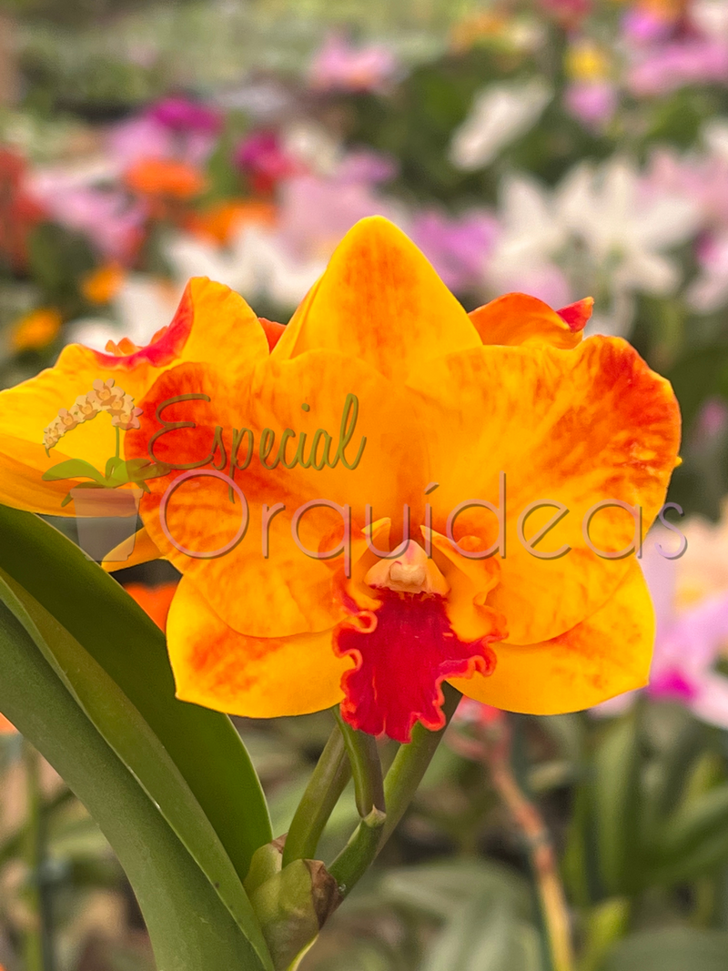 CATTLEYA AYRTON SENNA CACHEPÔ