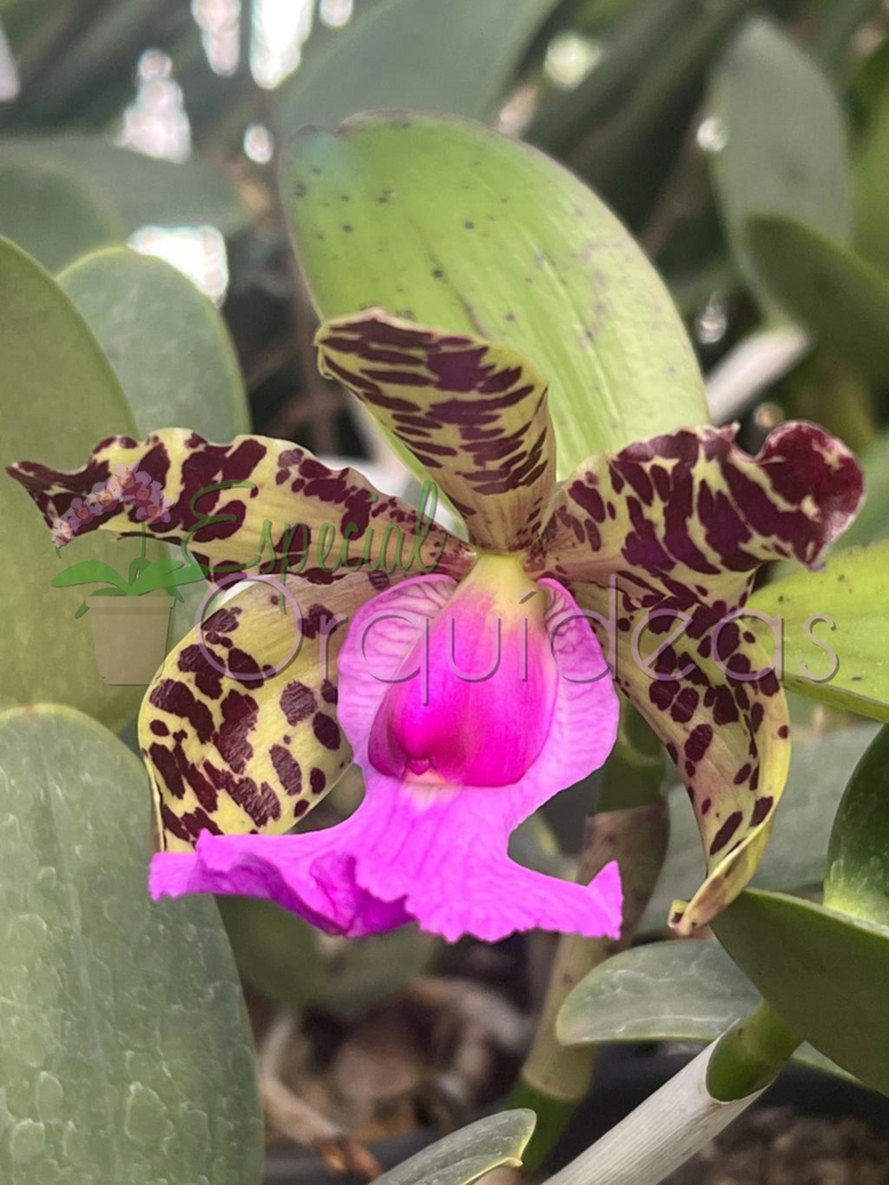 Cattleya aclandiae tipo (tom amarelado labelo pink)