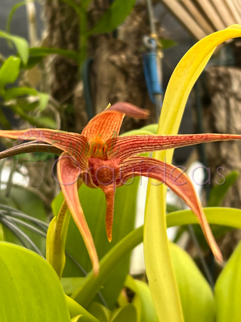 BULBOPHYLLUM JERSEY