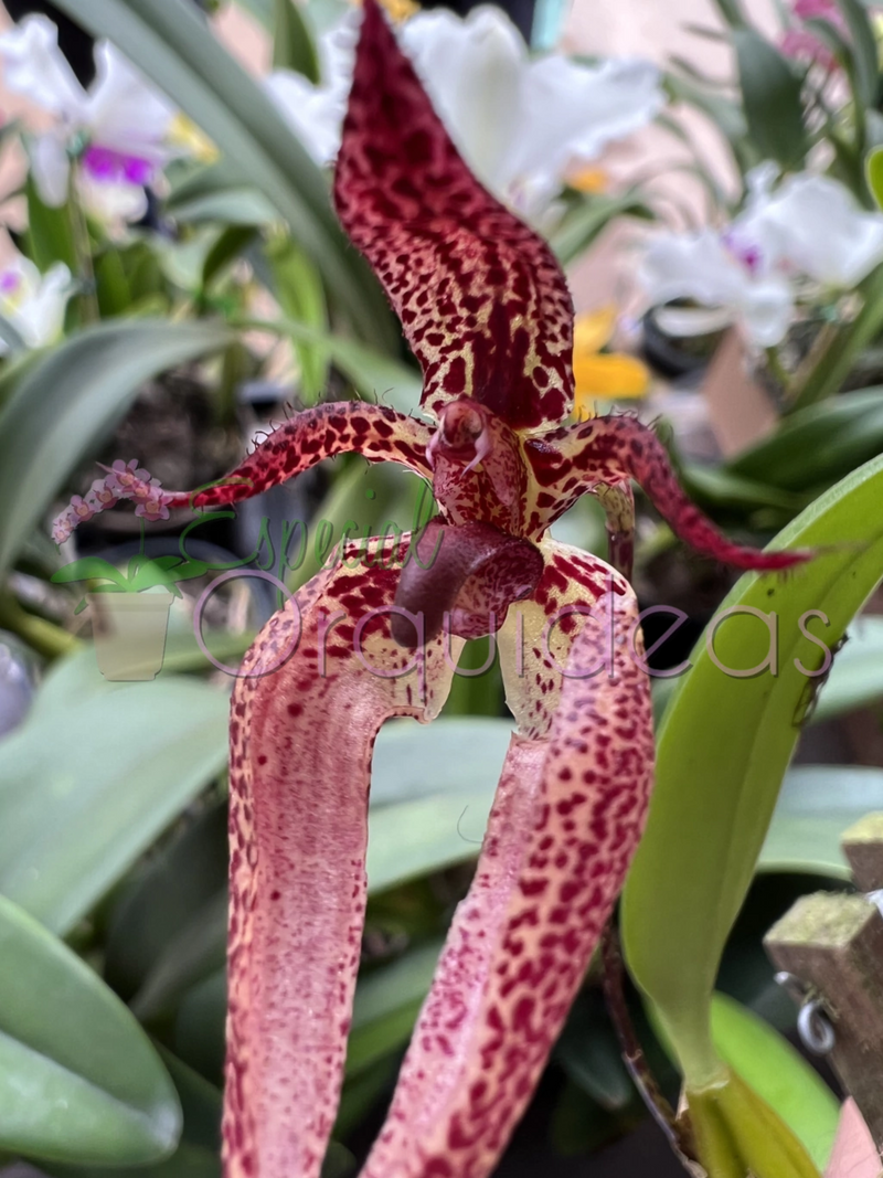 BULBOPHYLLUM LASIOCHILUM