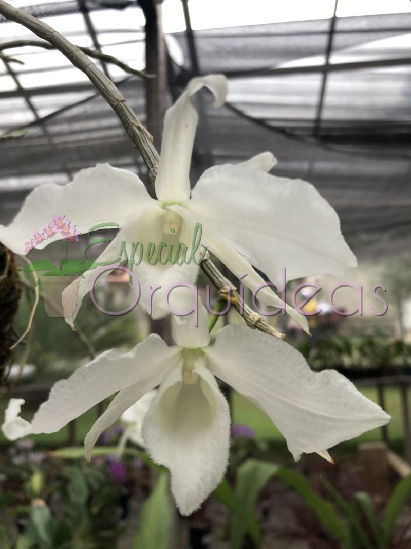 DENDROBIUM ANOSMUM ALBA