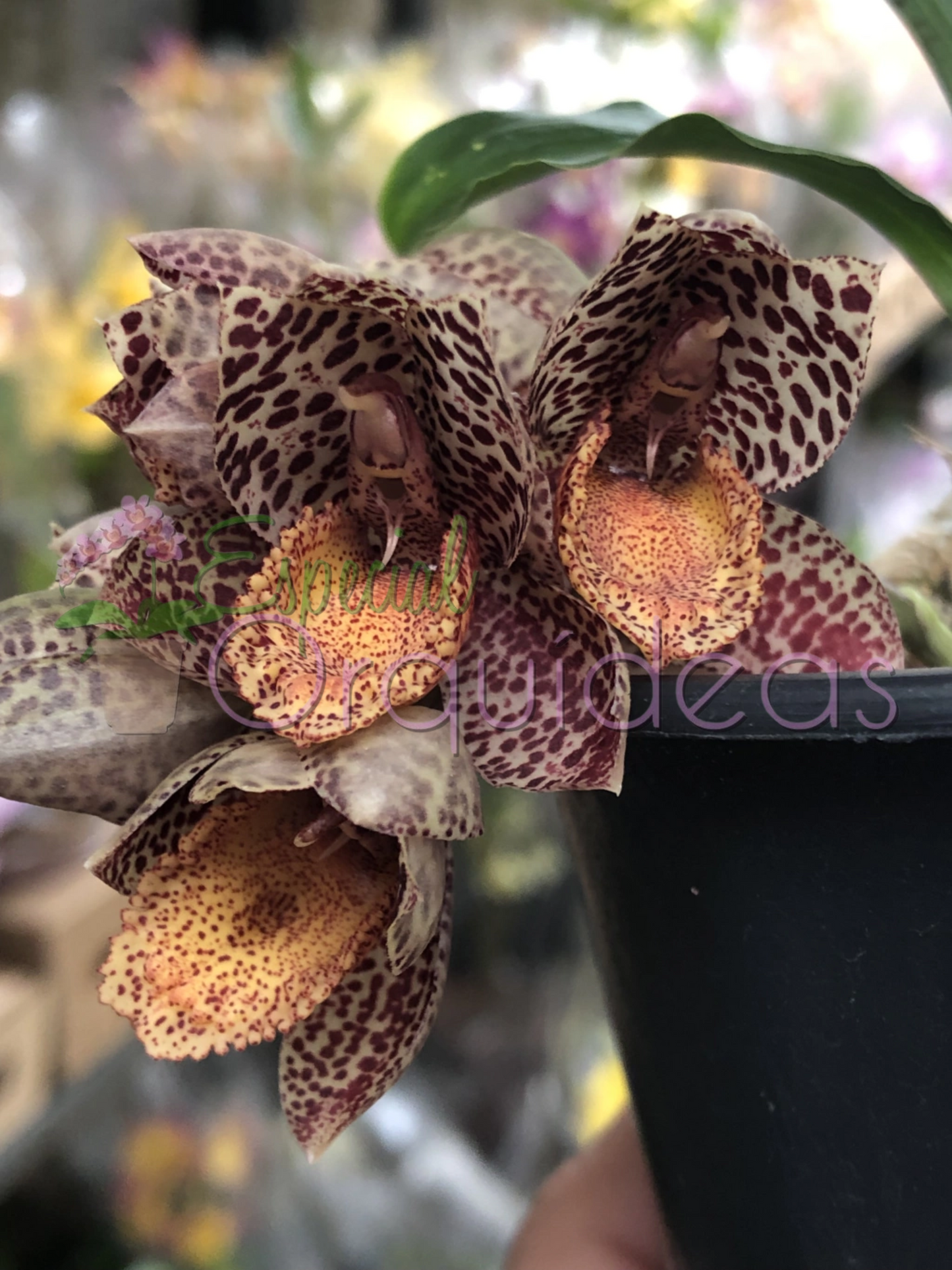 CATASETUM DENTICULATUM