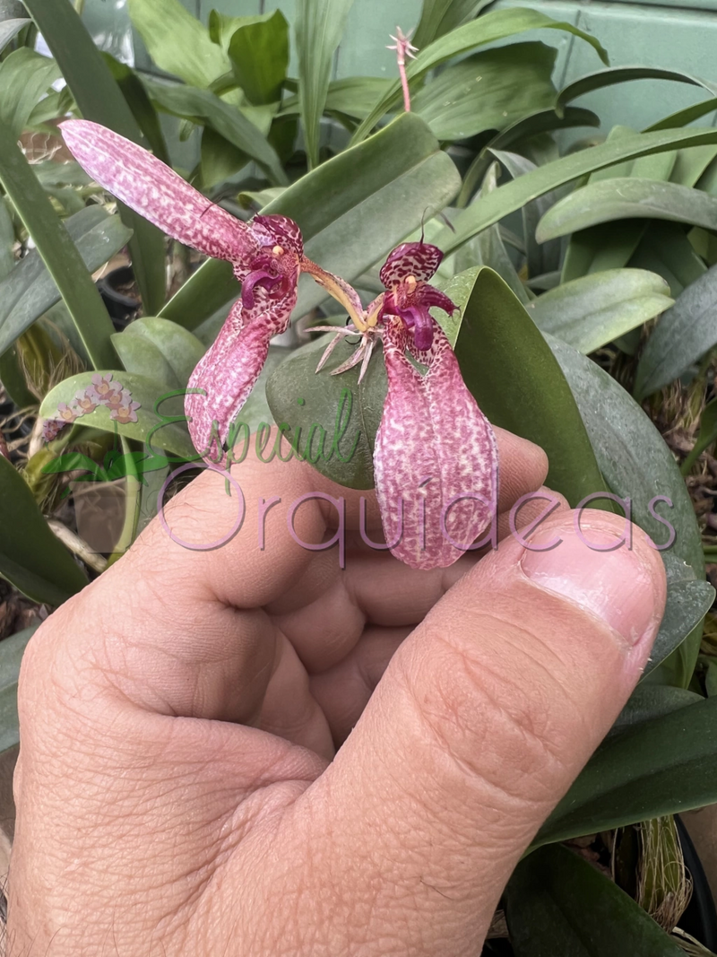 BULBOPHYLLUM EBERHARDTII