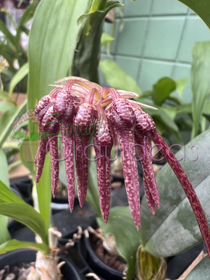 BULBOPHYLLUM EBERHARDTII