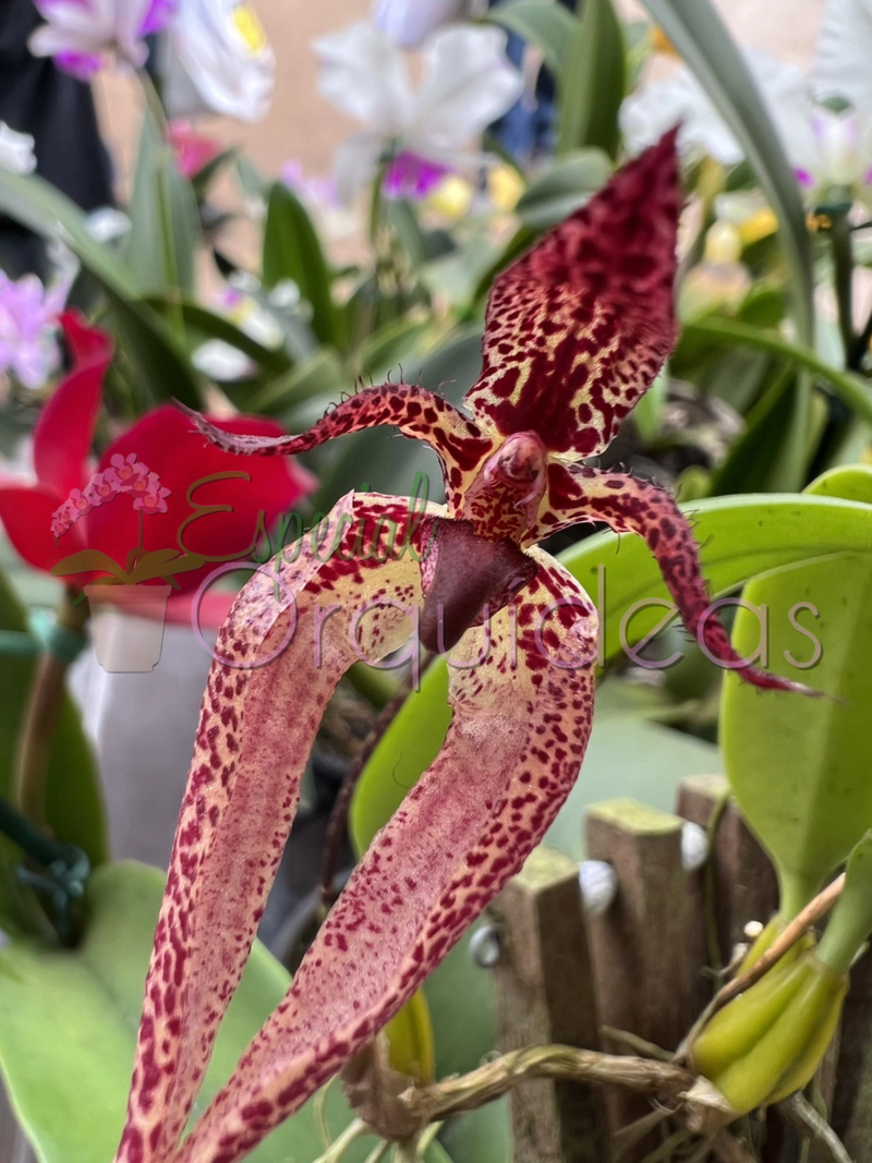 BULBOPHYLLUM LASIOCHILUM