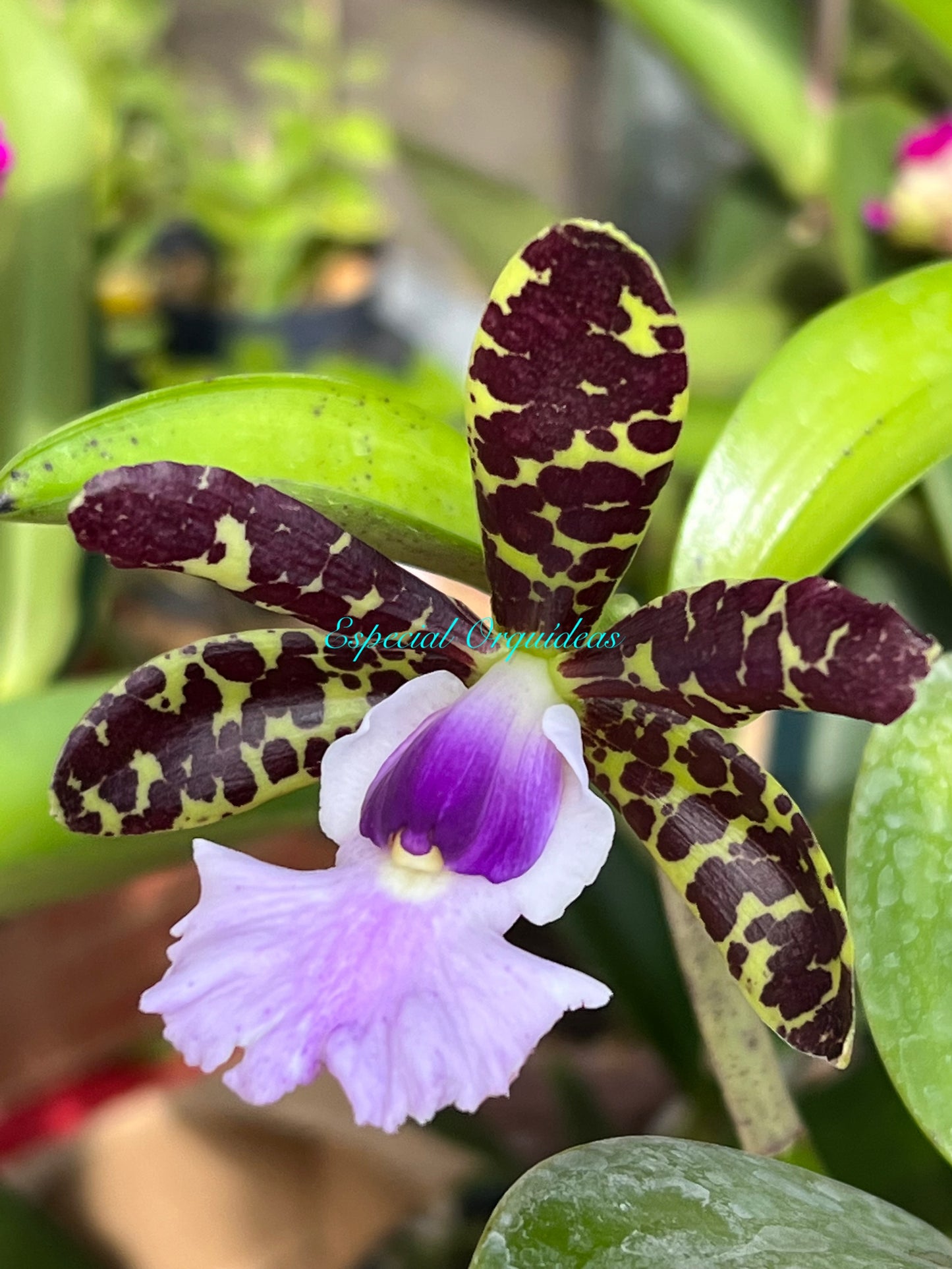 Cattleya aclandiae var coerulea