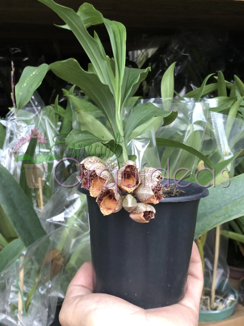 CATASETUM DENTICULATUM