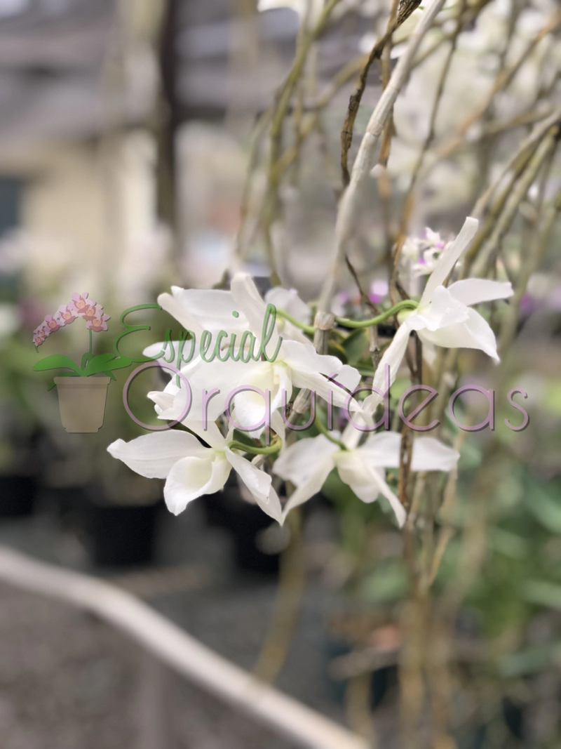 DENDROBIUM ANOSMUM ALBA