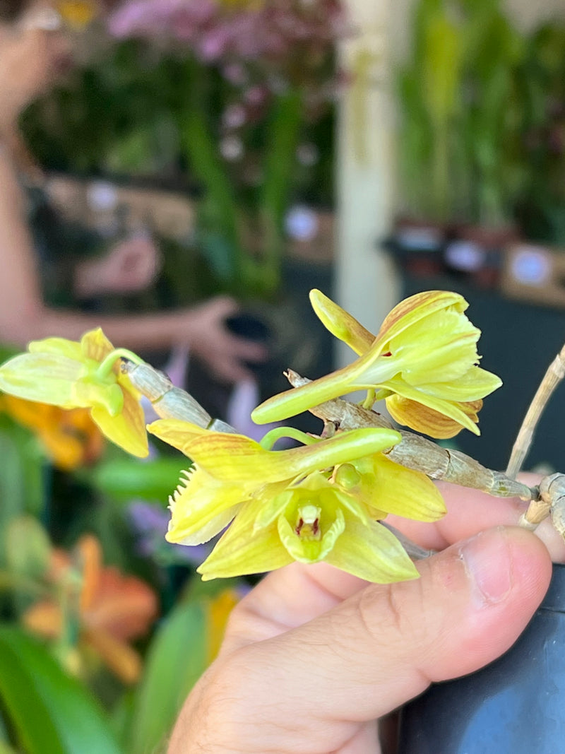 DENDROBIUM SERRATILABIUM (ADULTA)