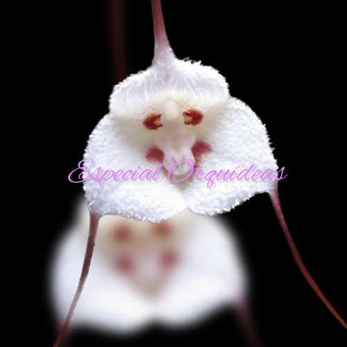 DRACULA LOTAX (FLOR MINI)