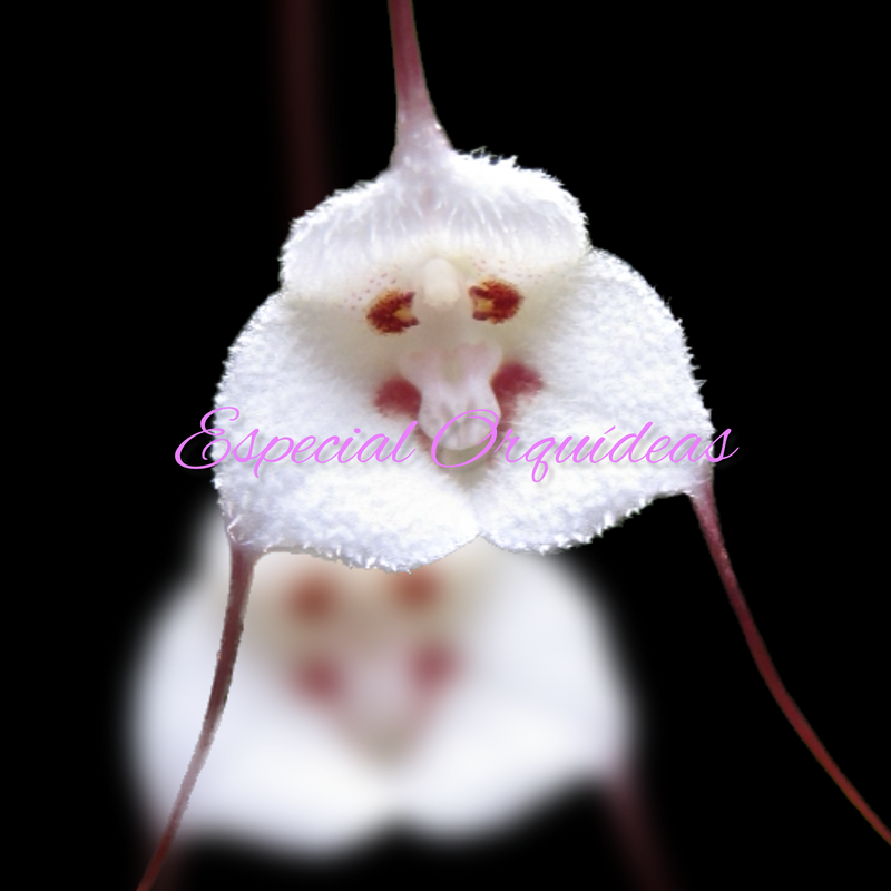 DRACULA LOTAX (FLOR MINI)
