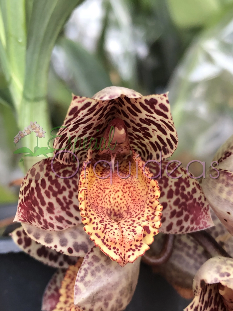 CATASETUM DENTICULATUM