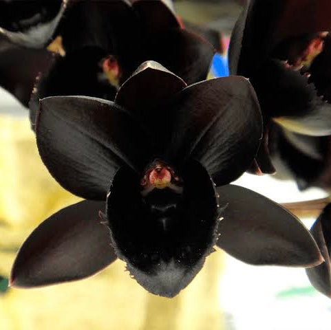 CATASETUM FREDCLARKEARA AFTER DARK NEGRO (ADULTA)