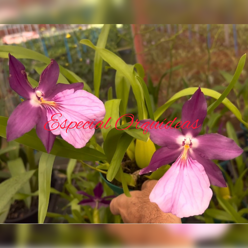 MILTONIA MORELIANA (MUDINHA)