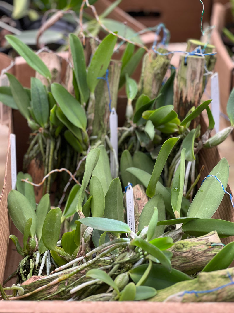 Cattleya Dolosa x C Walkeriana Alba (Pré adulta Plantada em troncos)