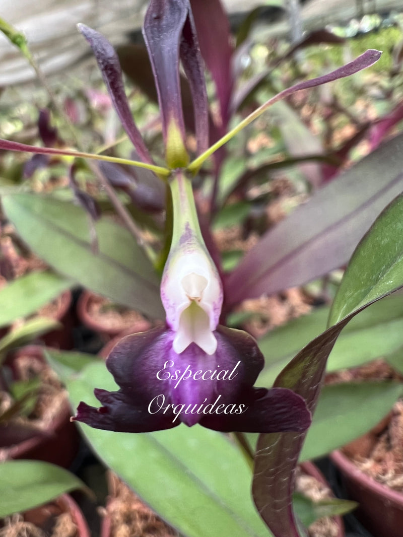 Epidendrum melanoporphyreum ( Negro )