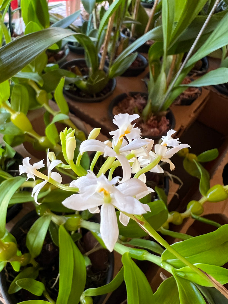 EPIDENDRUM BRANCA ALBA (VASO P 7)