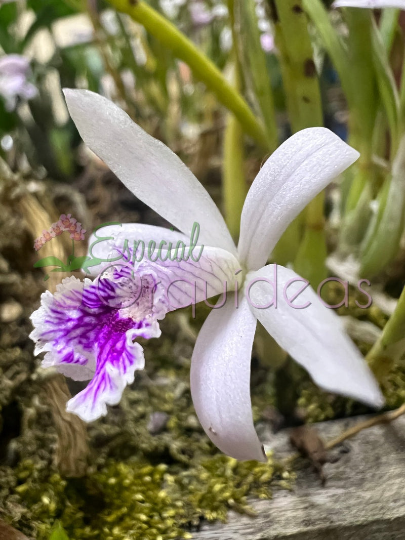 LAELIA LUNDII COERULEA