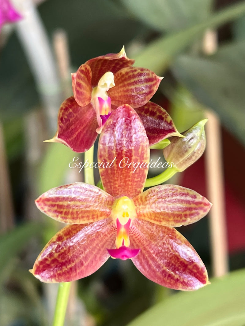 Phalaenopsis cornu-cervi forma chattaladae x javanica