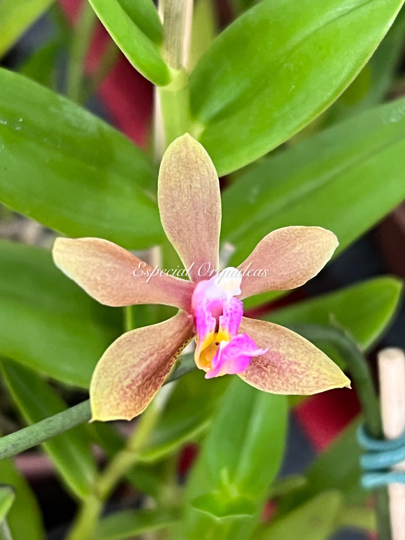 Phalaenopsis honghenensis x Pha mariae