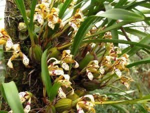 MAXILLARIA BRASILIORCHIS UBATUBANA