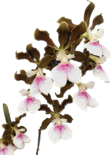 ENCYCLIA RANDII CEBOLÃO