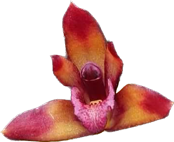 MAXILLARIA PICTA X M SHUNKEANA