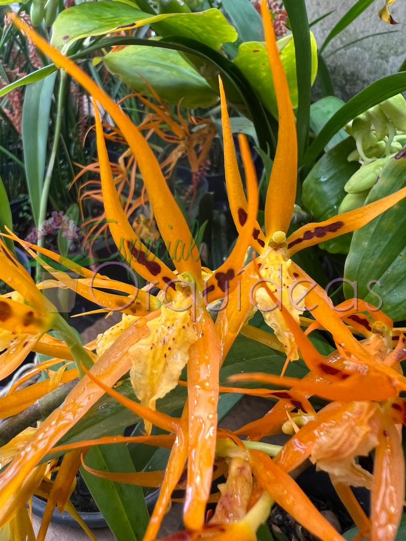 BRASSIA ORANGE DELIGHT