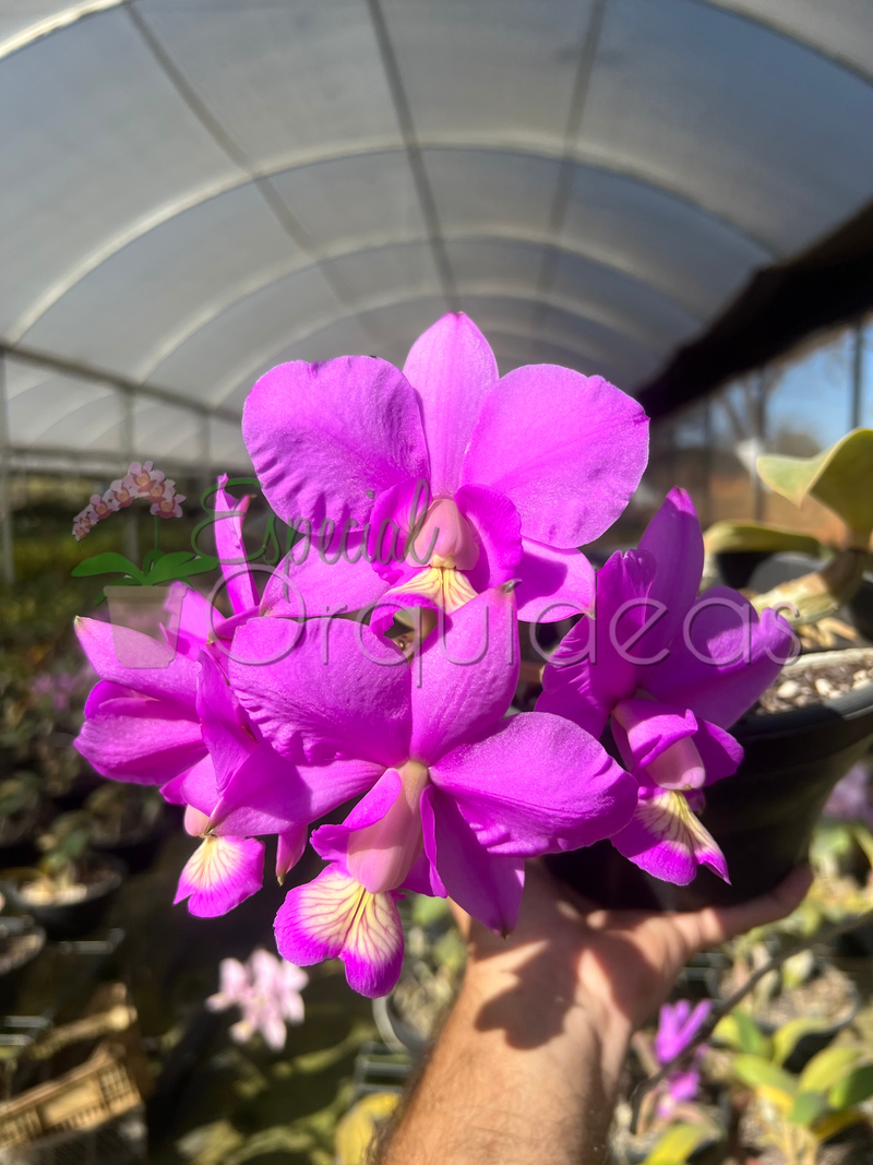 CATTLEYA NOBILIOR TIPO (NA CUIA)