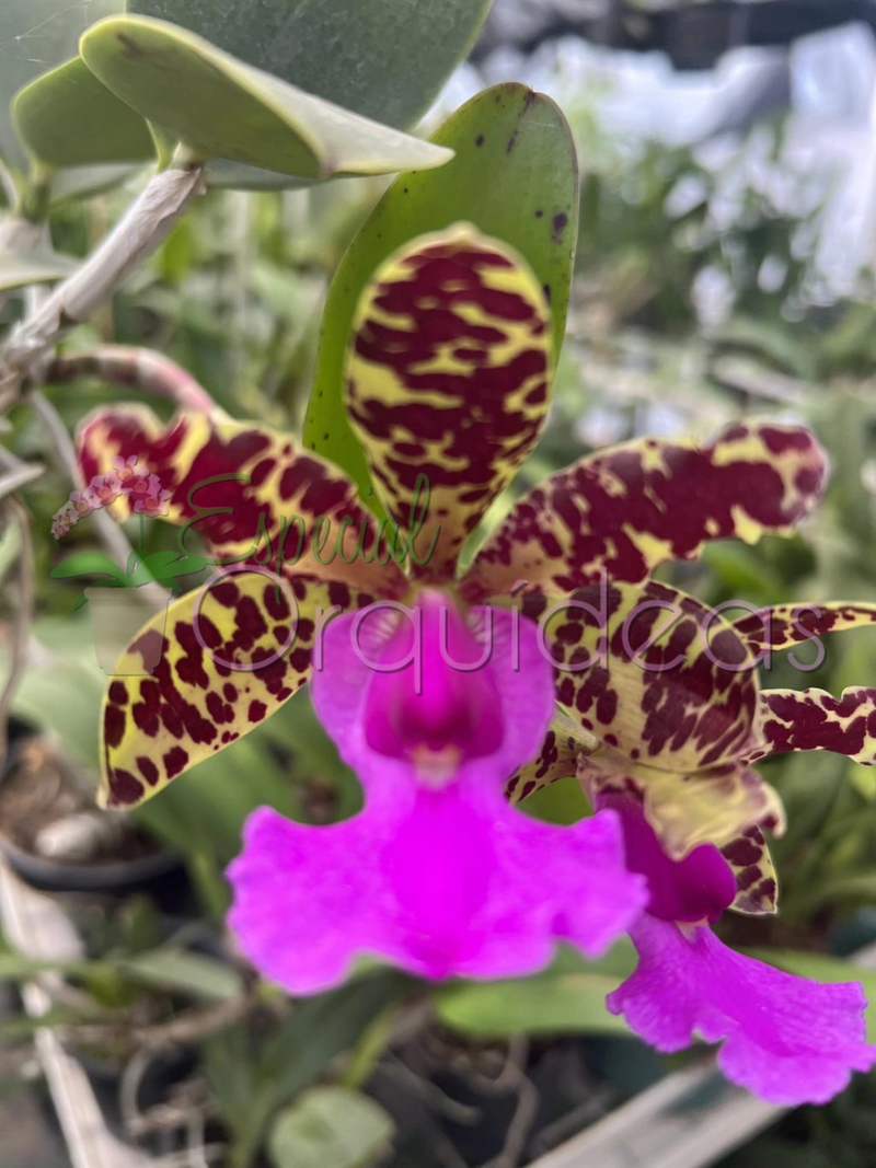 Cattleya aclandiae tipo (tom amarelado labelo pink)